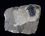 Acanthopyge (Lobopyge) bassei CHATTERTON & GIBB 2010 - Bild © FossNet FossilienStore